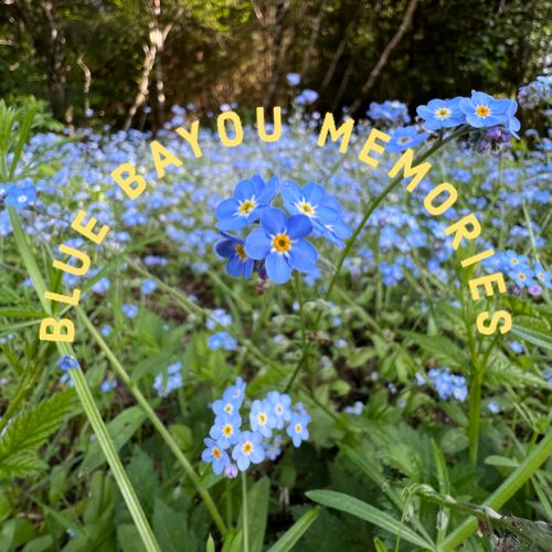 Blue Bayou Memories logo